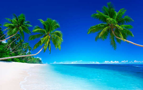 Jual Poster Earth Palm Tree APC 026