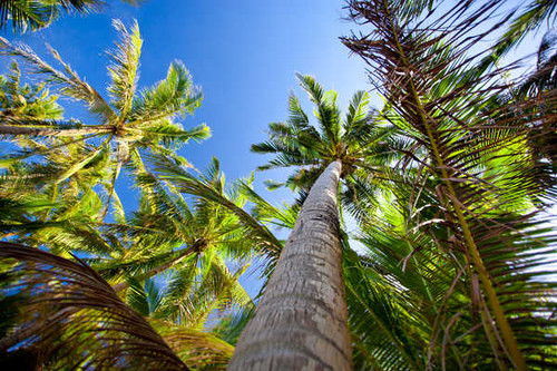 Jual Poster Earth Palm Tree APC 028