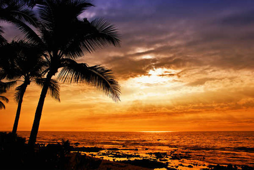 Jual Poster Earth Palm Tree APC 036