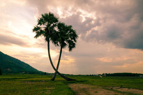 Jual Poster Earth Palm Tree Tree Earth Palm Tree APC