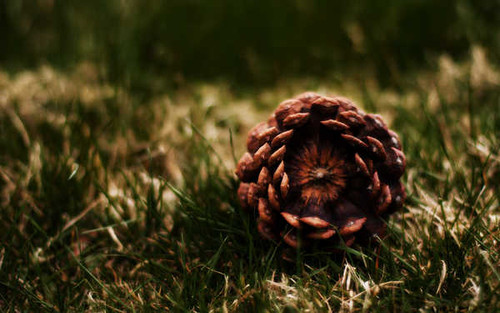 Jual Poster Earth Pine Cone APC 006 Jual Poster Earth Pine Cone APC 006