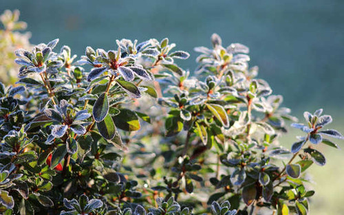 Jual Poster Earth Plant APC 029