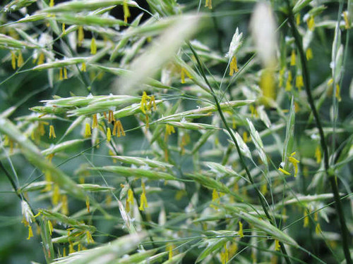 Jual Poster Earth Plant APC 048