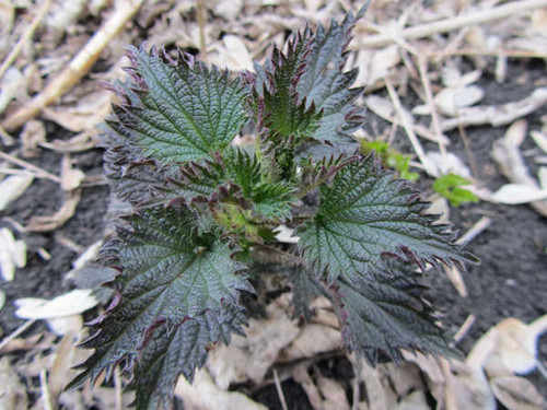 Jual Poster Earth Plant APC 049