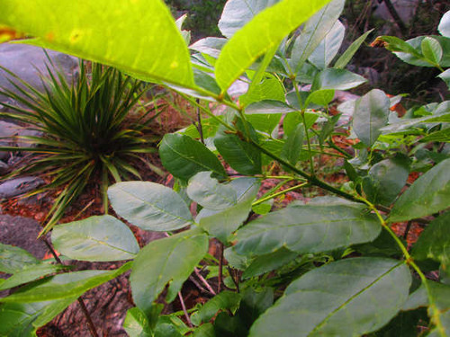 Jual Poster Earth Plant APC 056