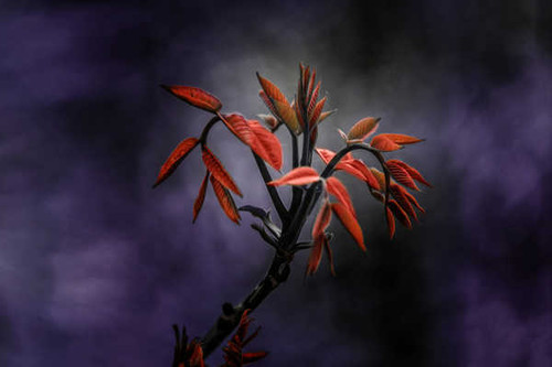Jual Poster Earth Plant APC 068