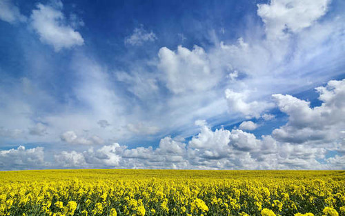 Jual Poster Earth Rapeseed2 APC