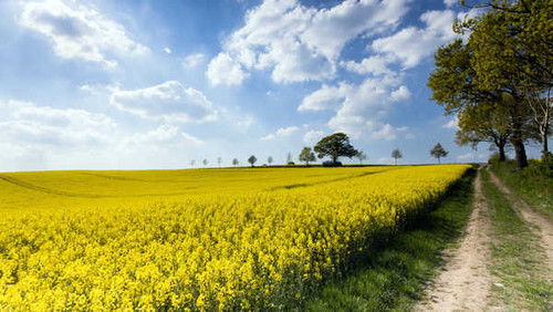 Jual Poster Earth Rapeseed4 APC
