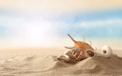Jual Poster Earth Shell APC 010