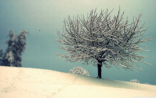 Jual Poster Earth Snow Tree Vintage Winter Earth Winter APC