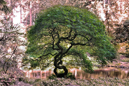Jual Poster Earth Twisted Tree APC 006