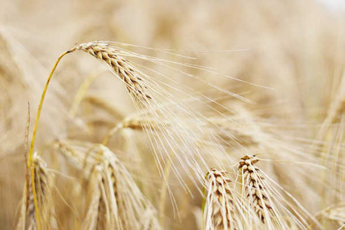 Jual Poster Earth Wheat APC 022