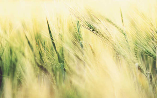Jual Poster Earth Wheat APC 023