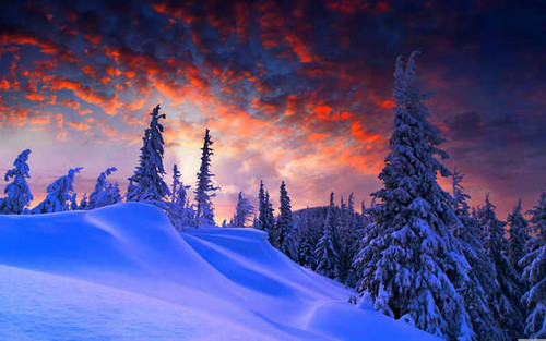 Jual Poster Evening Snow Tree Winter Earth Winter APC