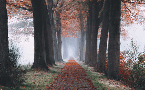 Jual Poster Fall Fog Nature Path Tree Tree Lined Earth Path8 APC