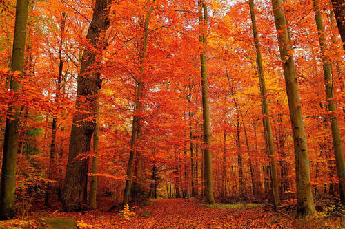 Jual Poster Fall Foliage Forest orange (Color) Earth Forest APC Jual Poster Fall Foliage Forest orange (Color) Earth Forest APC