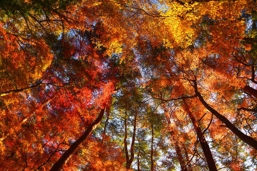 Jual Poster Fall Foliage Nature Treetops Earth Fall APC