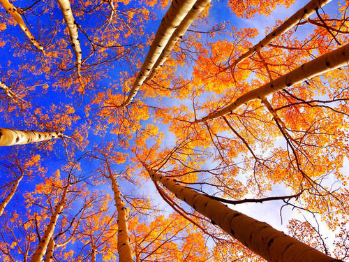 Jual Poster Fall Foliage Nature Tree Treetops Earth Fall APC 001