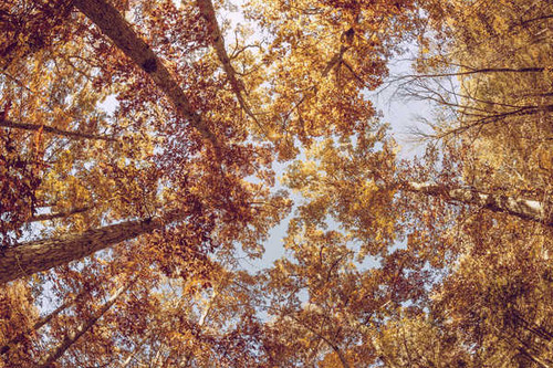 Jual Poster Fall Foliage Nature Tree Treetops Earth Fall APC 002