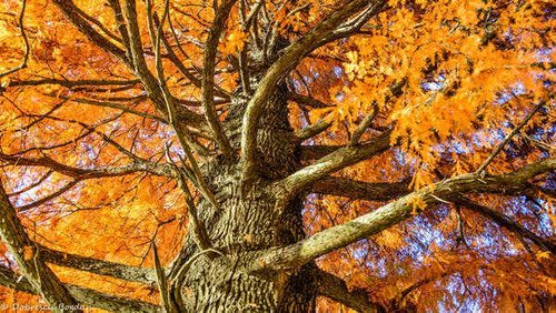 Jual Poster Fall Foliage Tree orange (Color) Trees Tree APC