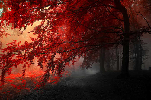 Jual Poster Fall Forest Red Tree Trees Tree APC
