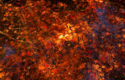 Jual Poster Fall Leaf Maple Leaf Water Earth Leaf APC