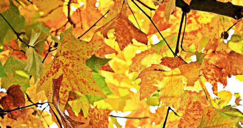 Jual Poster Fall Leaf Nature Earth Leaf APC 002