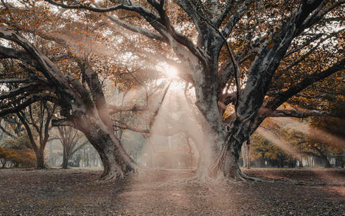Jual Poster Fall Nature Sunbeam Tree Trees Tree8 APC