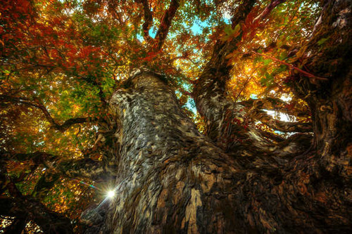 Jual Poster Fall Nature Tree Treetops Trees Tree APC