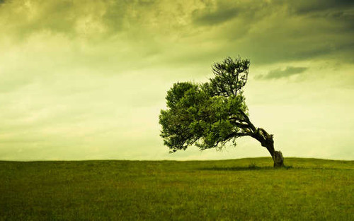 Jual Poster Field Grass Lonely Tree Tree Trees Tree APC