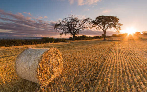 Jual Poster Field Haystack Nature Summer Sunbeam Earth Haystack APC 001