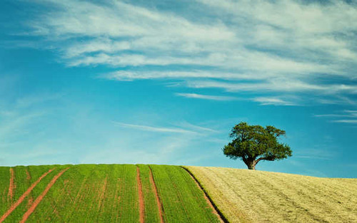 Jual Poster Field Lonely Tree Nature Sky Summer Tree Earth Landscape APC