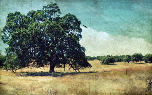 Jual Poster Field Summer Tree Trees Tree APC