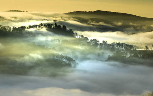 Jual Poster Fog Forest Hill Landscape Nature Vietnam Earth Fog APC