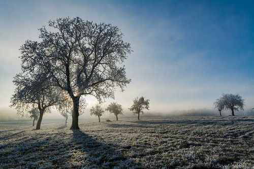 Jual Poster Fog Frozen Nature Sunny Tree Winter Earth Fog APC