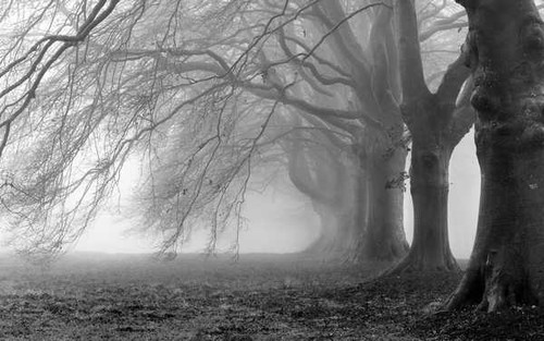 Jual Poster Fog Halloween Earth Forest APC