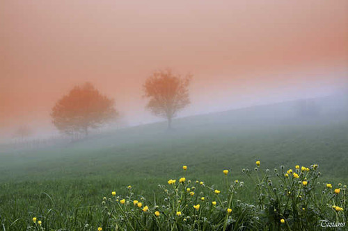 Jual Poster Fog Landscape Nature Spring Tree Earth Fog APC