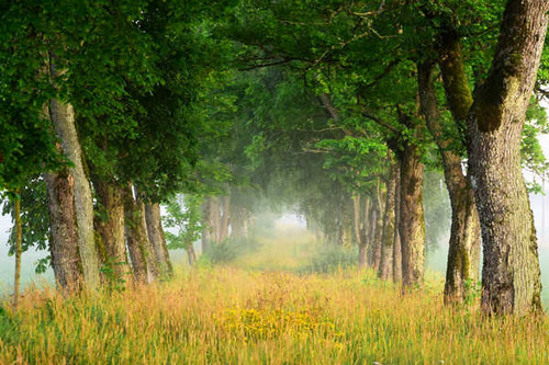 Jual Poster Fog Nature Path Tree Tree Lined Earth Path APC