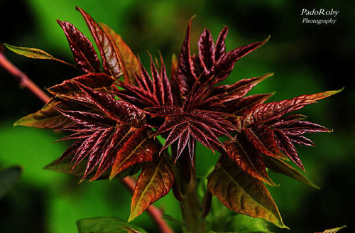 Jual Poster Foliage Leaf Macro Plant Earth Plant APC