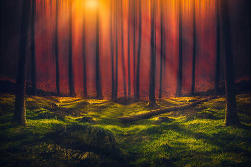 Jual Poster Forest Grass Nature Sunbeam Earth Sunbeam APC