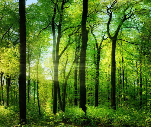 Jual Poster Forest Greenery Nature Sunbeam Tree Earth Sunbeam APC