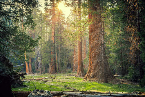 Jual Poster Forest Greenery Nature Sunlight Tree Earth Forest9 APC
