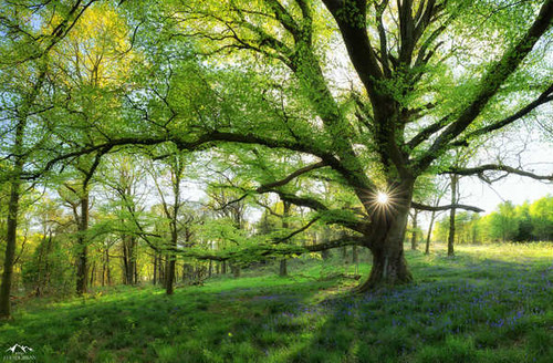 Jual Poster Forest Green Nature Spring Tree Trees Tree APC