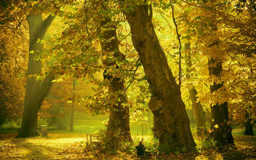 Jual Poster Forest Landscape Leaf Scenic Sunlight Earth Fall APC