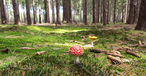 Jual Poster Forest Mushroom Nature Earth Mushroom APC