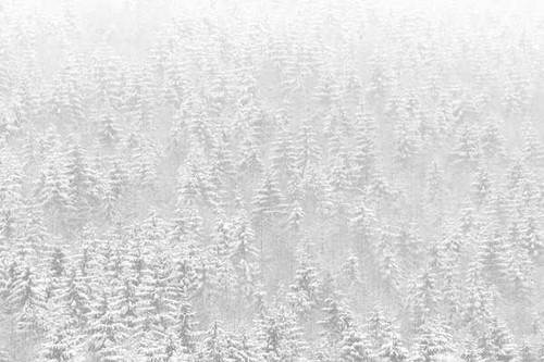 Jual Poster Forest Nature Snow Witer Earth Winter APC