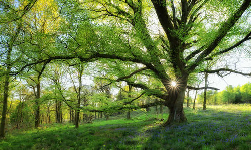 Jual Poster Forest Spring Sunbeam Tree Trees Tree APC