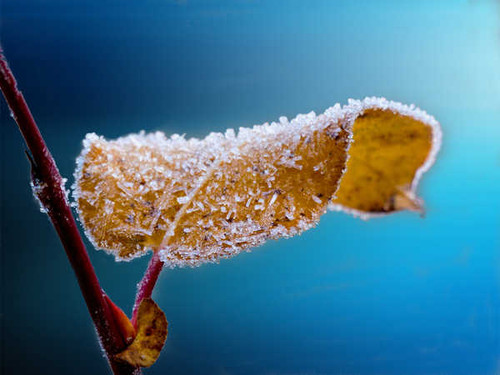 Jual Poster Frozen Leaf Macro Nature Earth Leaf APC