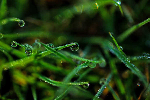 Jual Poster Grass Green Macro Nature Water Drop Earth Grass APC