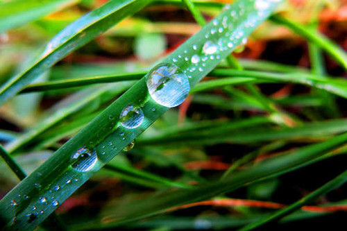 Jual Poster Grass Macro Nature Water Drop Earth Grass APC